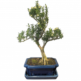 Бонсай Буксус Самшит 35 см
