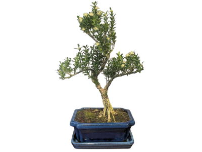 Бонсай Буксус Самшит 35 см