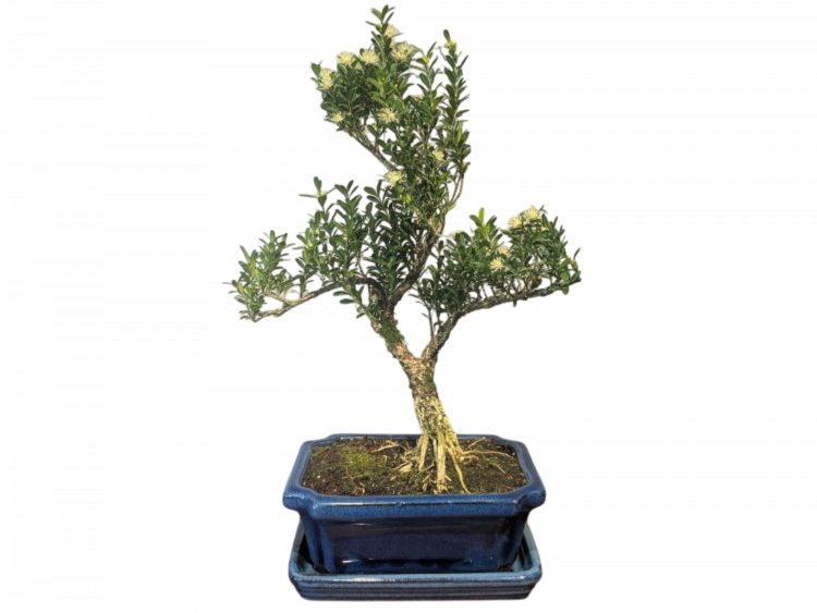 Бонсай Буксус Самшит 35 см Бонсай Буксус Самшит 35 см