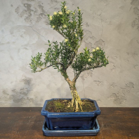 Бонсай Буксус Самшит 35 см Бонсай Буксус Самшит 35 см