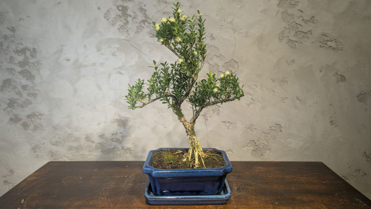 Бонсай Буксус Самшит 35 см Бонсай Буксус Самшит 35 см