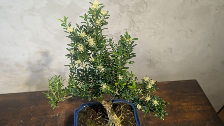 Бонсай Буксус Самшит 35 см Бонсай Буксус Самшит 35 см