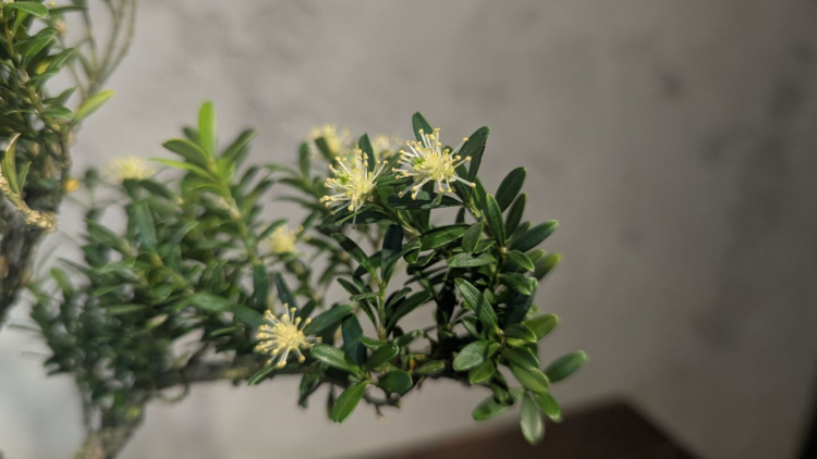 Бонсай Буксус Самшит 35 см Бонсай Буксус Самшит 35 см