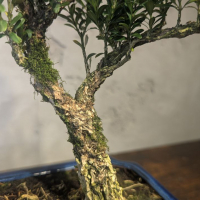 Бонсай Буксус Самшит 35 см Бонсай Буксус Самшит 35 см