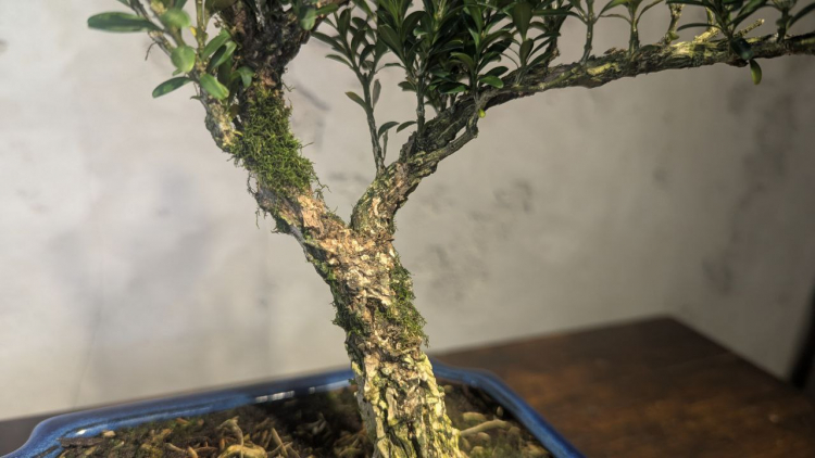 Бонсай Буксус Самшит 35 см Бонсай Буксус Самшит 35 см