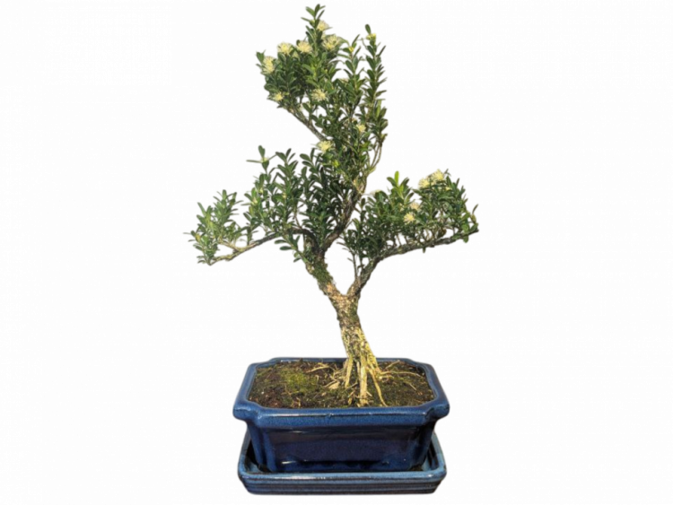 Бонсай Буксус Самшит 35 см