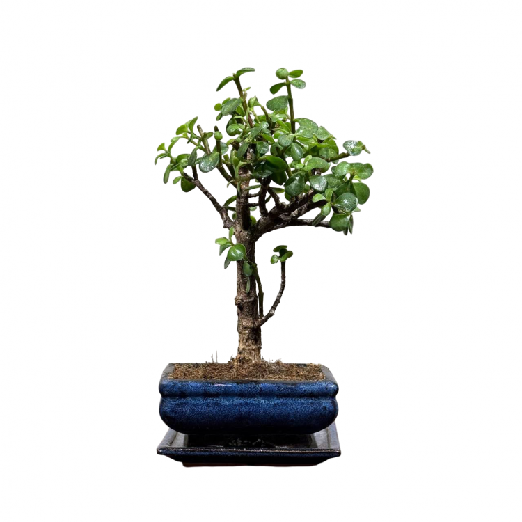 Бонсай Денежное Дерево 12 лет Бонсай Денежное Дерево 12 лет