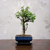 Бонсай Денежное Дерево 12 лет Бонсай Денежное Дерево 12 лет