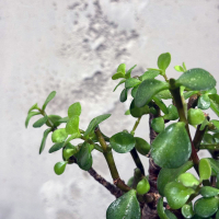 Бонсай Денежное Дерево 12 лет Бонсай Денежное Дерево 12 лет