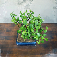 Бонсай Денежное Дерево 12 лет Бонсай Денежное Дерево 12 лет