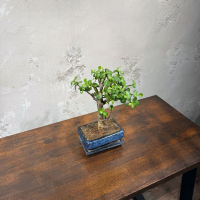 Бонсай Денежное Дерево 12 лет Бонсай Денежное Дерево 12 лет