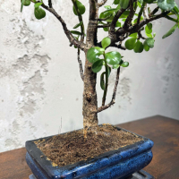 Бонсай Денежное Дерево 12 лет Бонсай Денежное Дерево 12 лет