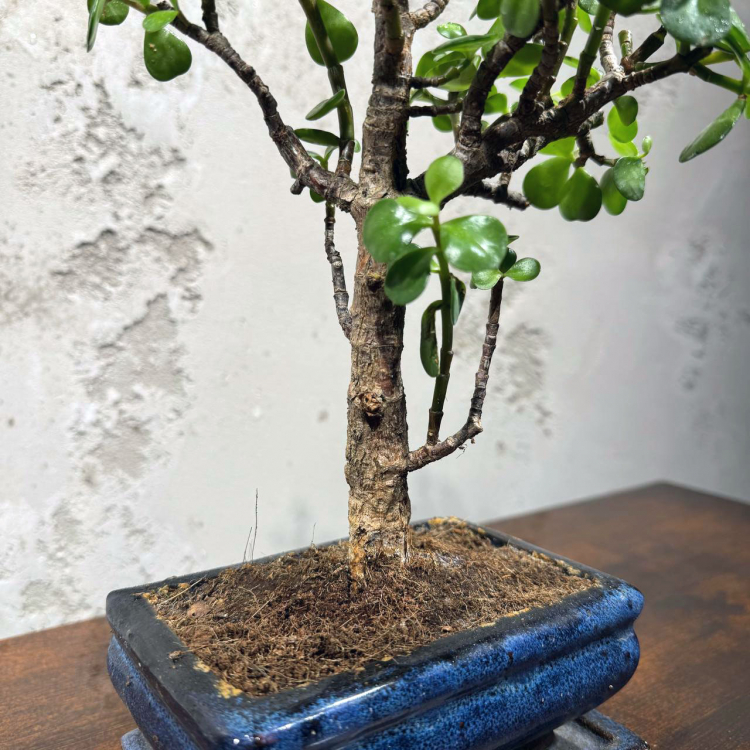 Бонсай Денежное Дерево 12 лет Бонсай Денежное Дерево 12 лет
