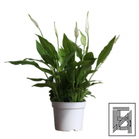 Спатифиллум Беллини D13 Спатифиллум Беллини D13