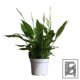 Спатифиллум Беллини D13