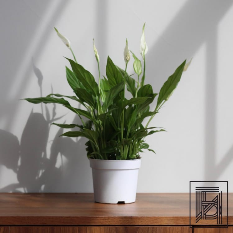 Спатифиллум Беллини D13 Спатифиллум Беллини D13