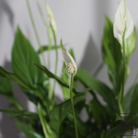 Спатифиллум Беллини D13 Спатифиллум Беллини D13