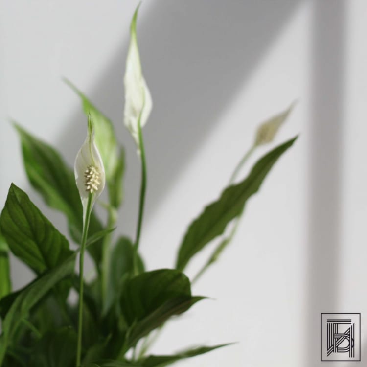 Спатифиллум Беллини D13 Спатифиллум Беллини D13