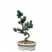 Бонсай  -  Японская Белая Сосна 20 лет