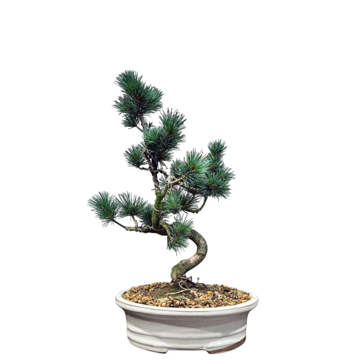 Бонсай  -  Японская Белая Сосна 20 лет