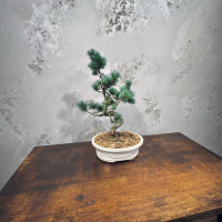 Бонсай  -  Японская Белая Сосна 20 лет