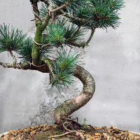 Бонсай  -  Японская Белая Сосна 20 лет