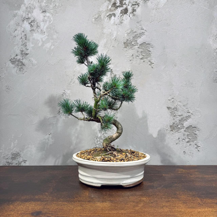 Бонсай  -  Японская Белая Сосна 20 лет