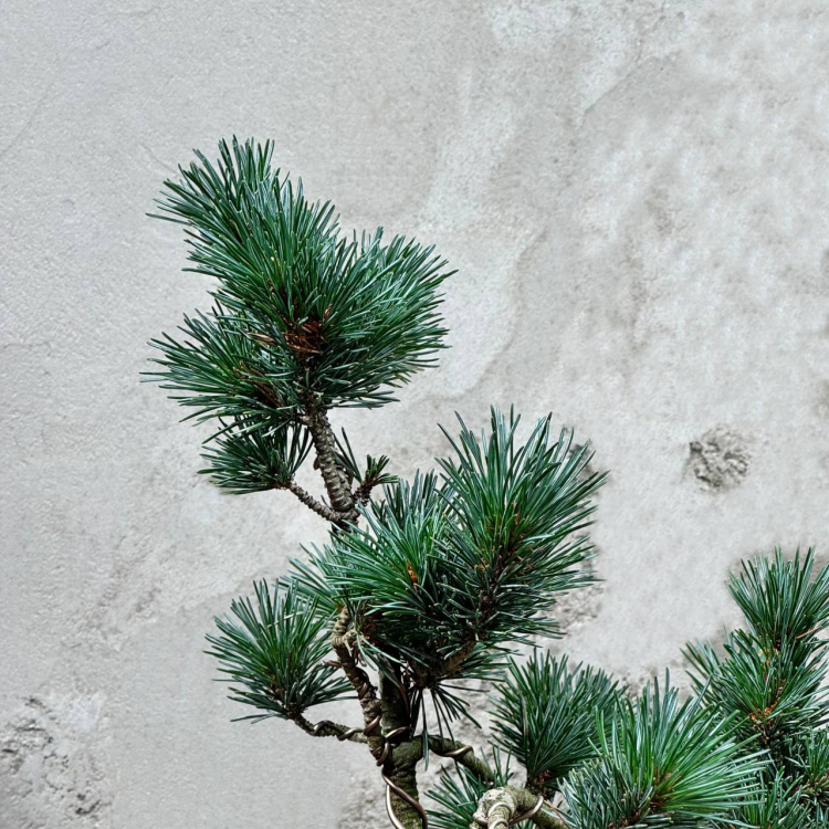 Бонсай  -  Японская Белая Сосна 20 лет