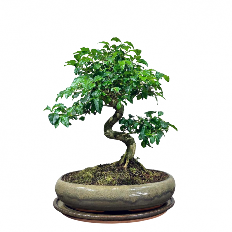 Бонсай Лигуструм 20 лет