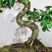 Бонсай Лигуструм 20 лет