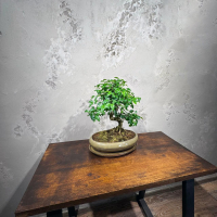 Бонсай Лигуструм 20 лет