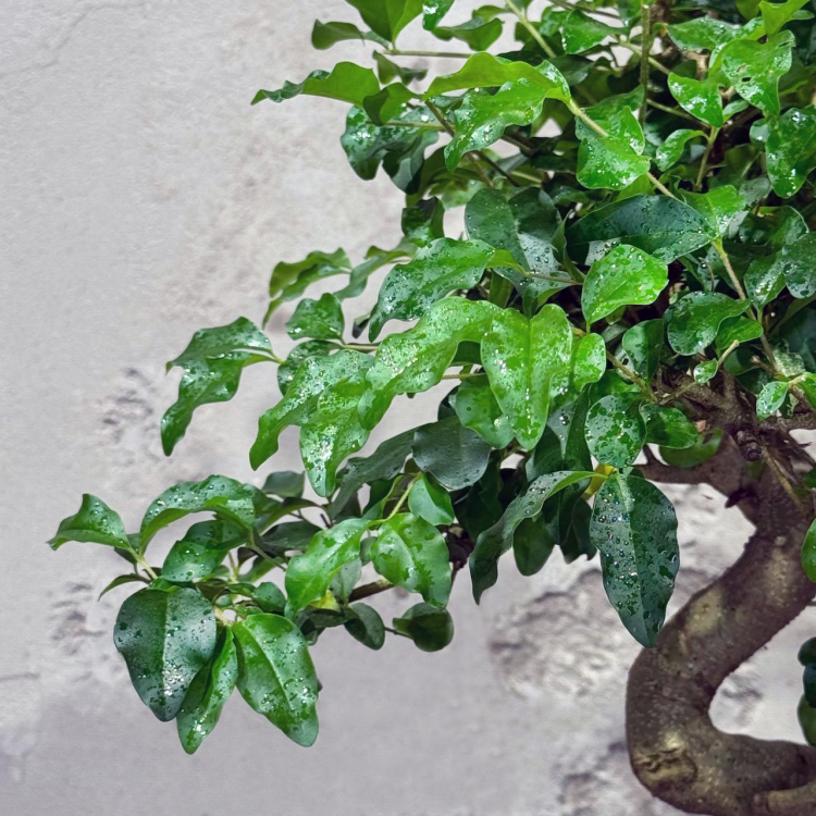 Бонсай Лигуструм 20 лет