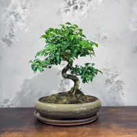 Бонсай Лигуструм 20 лет