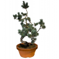 Бонсай - Японская Белая Сосна 55 см