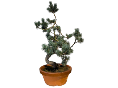 Бонсай - Японская Белая Сосна 55 см