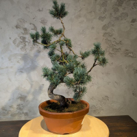 Бонсай - Японская Белая Сосна 55 см