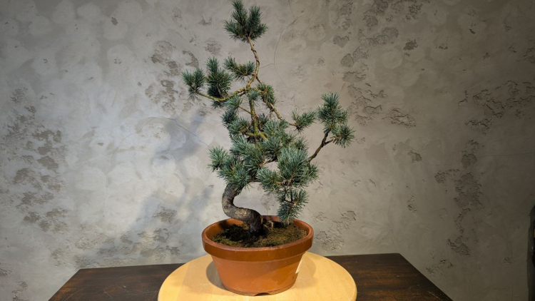 Бонсай - Японская Белая Сосна 55 см