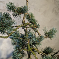 Бонсай - Японская Белая Сосна 55 см