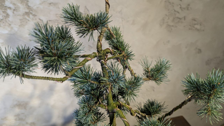 Бонсай - Японская Белая Сосна 55 см