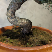 Бонсай - Японская Белая Сосна 55 см