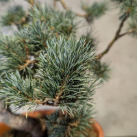 Бонсай - Японская Белая Сосна 55 см