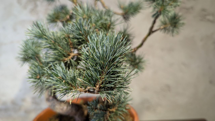 Бонсай - Японская Белая Сосна 55 см