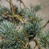 Бонсай - Японская Белая Сосна 55 см