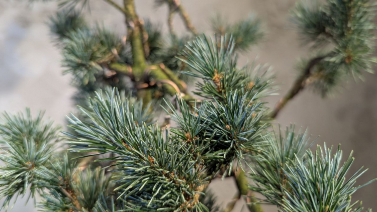 Бонсай - Японская Белая Сосна 55 см