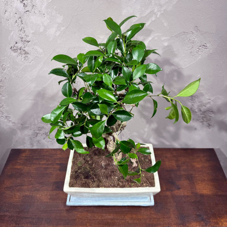 Бонсай Баньян в белой плошке