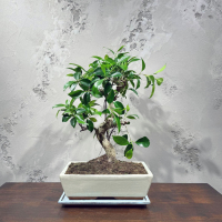 Бонсай Баньян в белой плошке