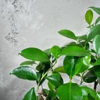 Бонсай Баньян в белой плошке