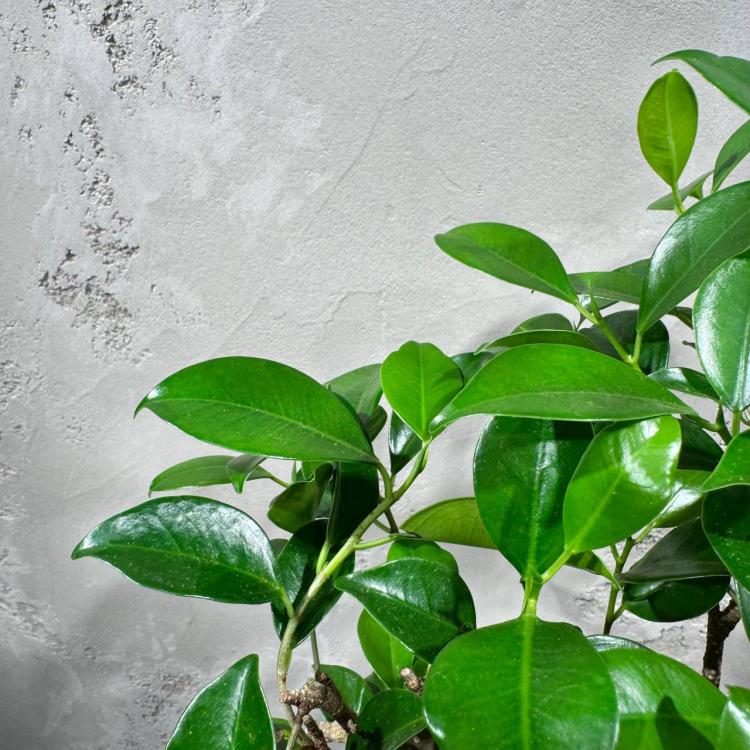 Бонсай Баньян в белой плошке