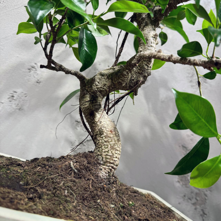 Бонсай Баньян в белой плошке
