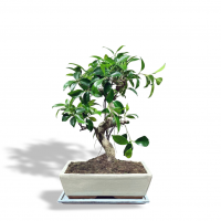 Бонсай Баньян в белой плошке